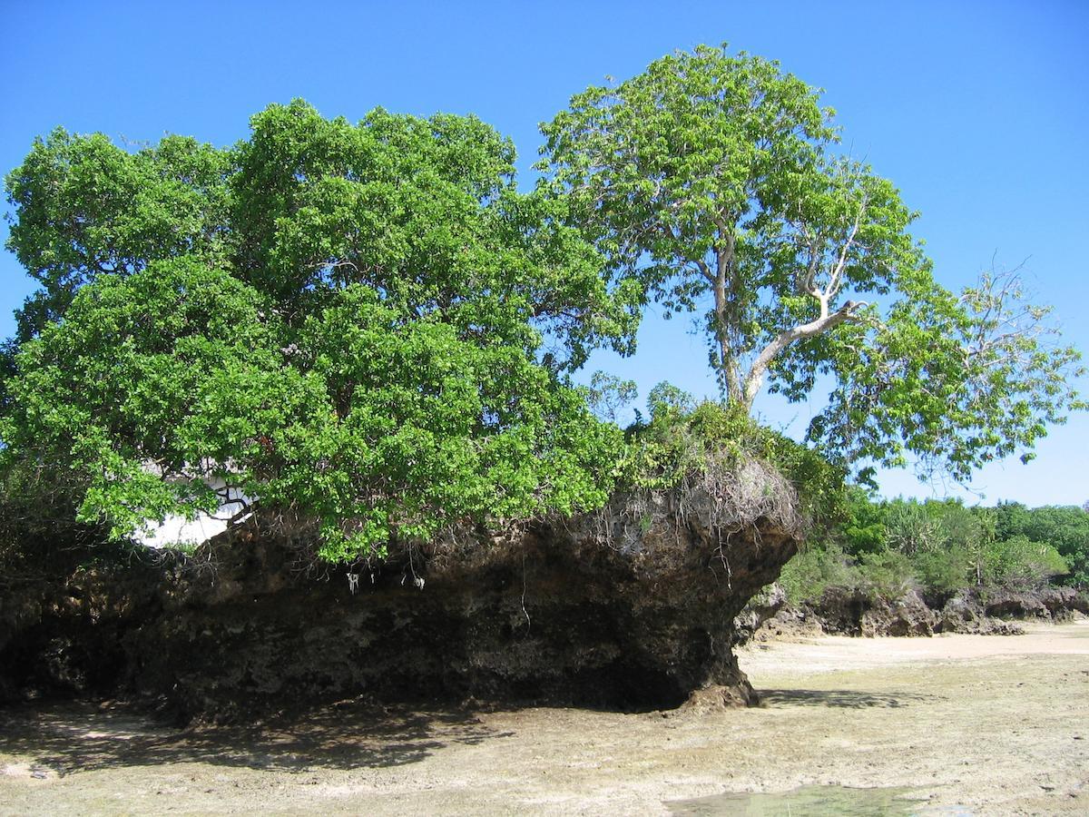 Chapwani Private Island Hotel Grave Island Bagian luar foto